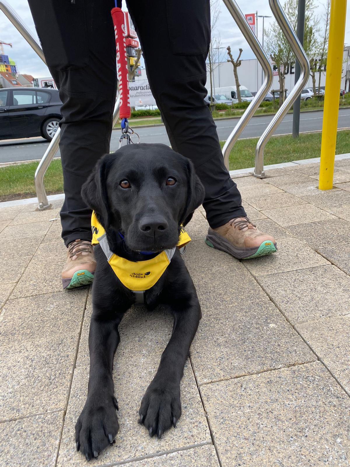 Piper, blindengeleidehond aan de tram te Knokke-heist