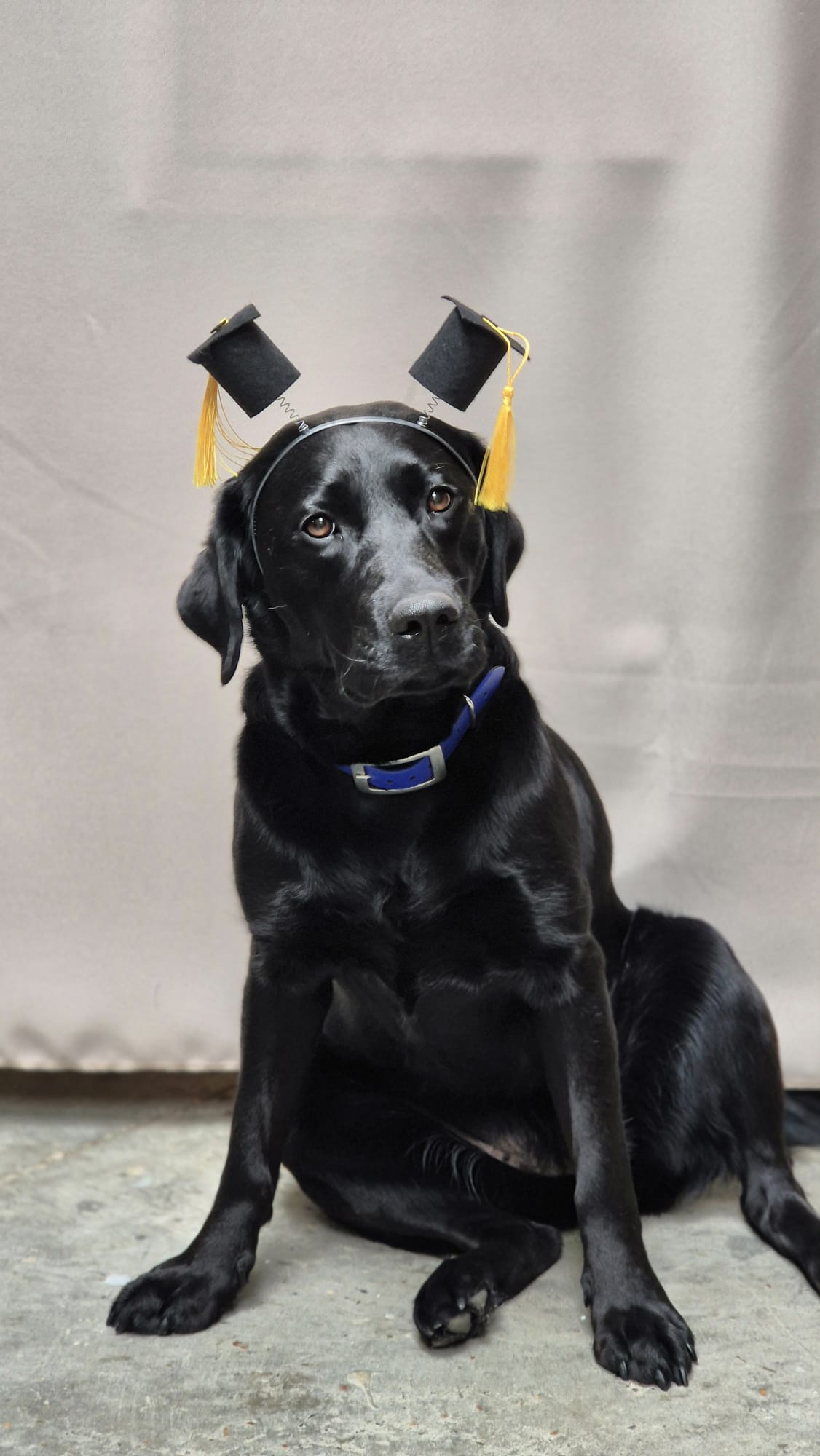 BLindengeleidehond Twist!