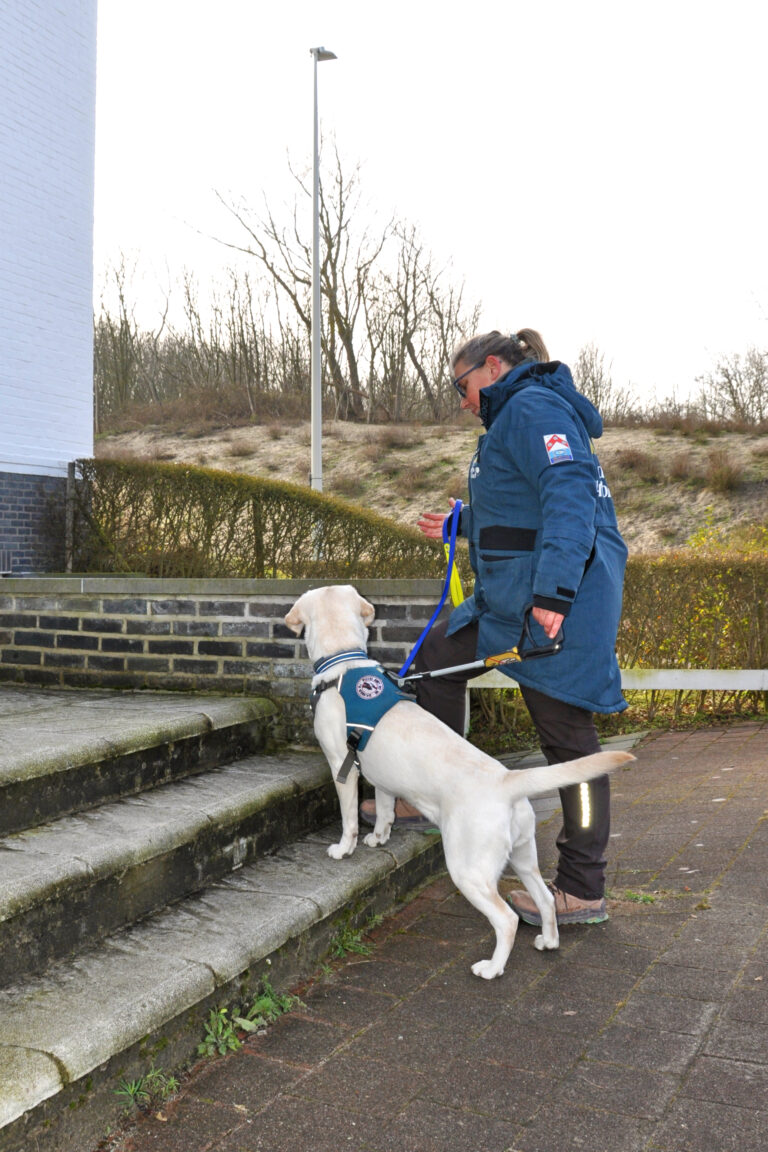Blindengeleidehond in training