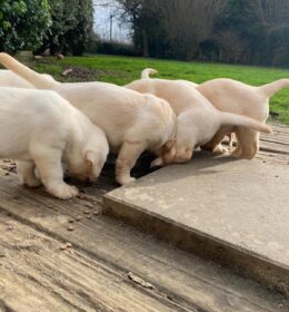 Afbeelding van vier beige puppy labradors die naast elkaar staan in een buitenomgeving.