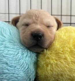 Kop van een pasgeboren puppy die rust op een lichtblauw kussen en een geel fluffy kussen.