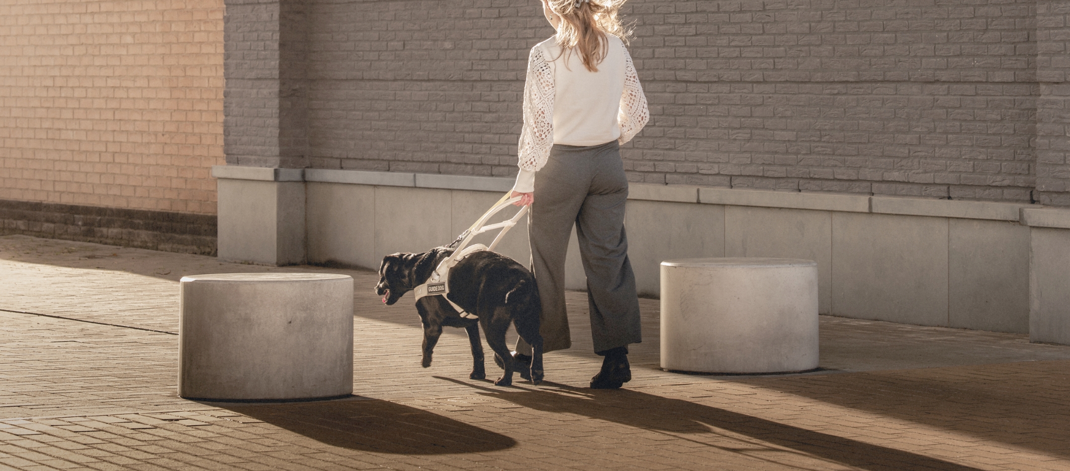 Afbeelding van een dame en zwarte blindengeleidehond die wegwandelen van de camera onder de neergaande zon. De dame heeft blond haar en is gekleed in een witte bloes met grijs geklede broek. Ze bevinden zich voor een muur van een gebouw in een woongebied.